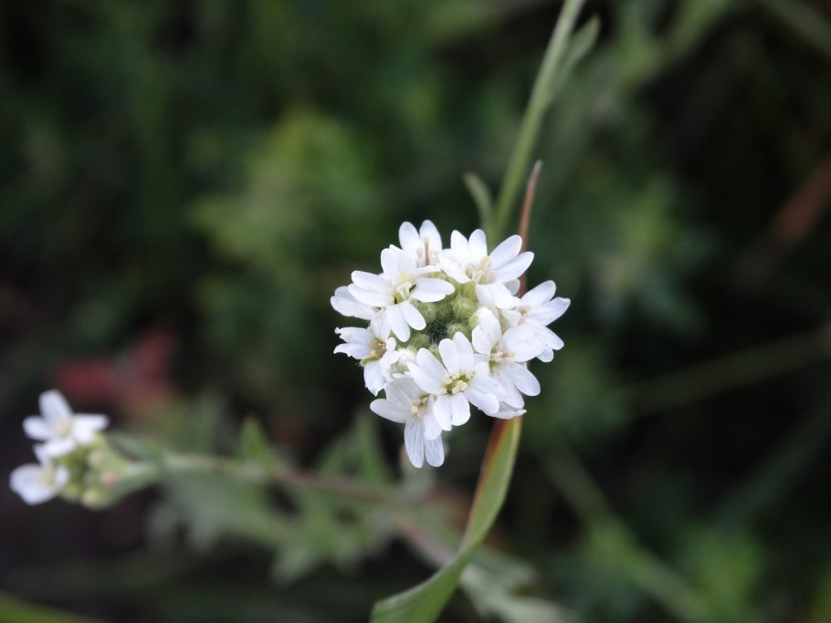 Икотник сухоцвет