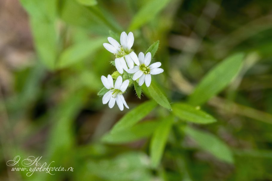 Икотник серый