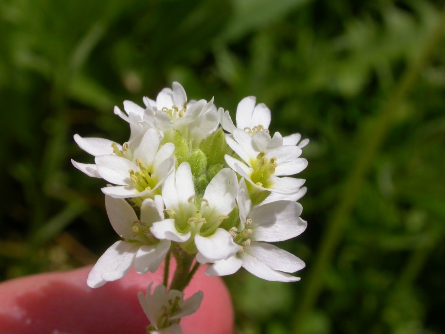 Икотник опасность