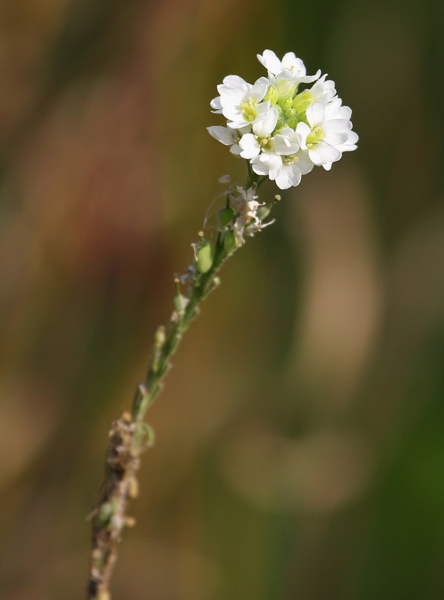 Икотник серый – Berteroa incana l.