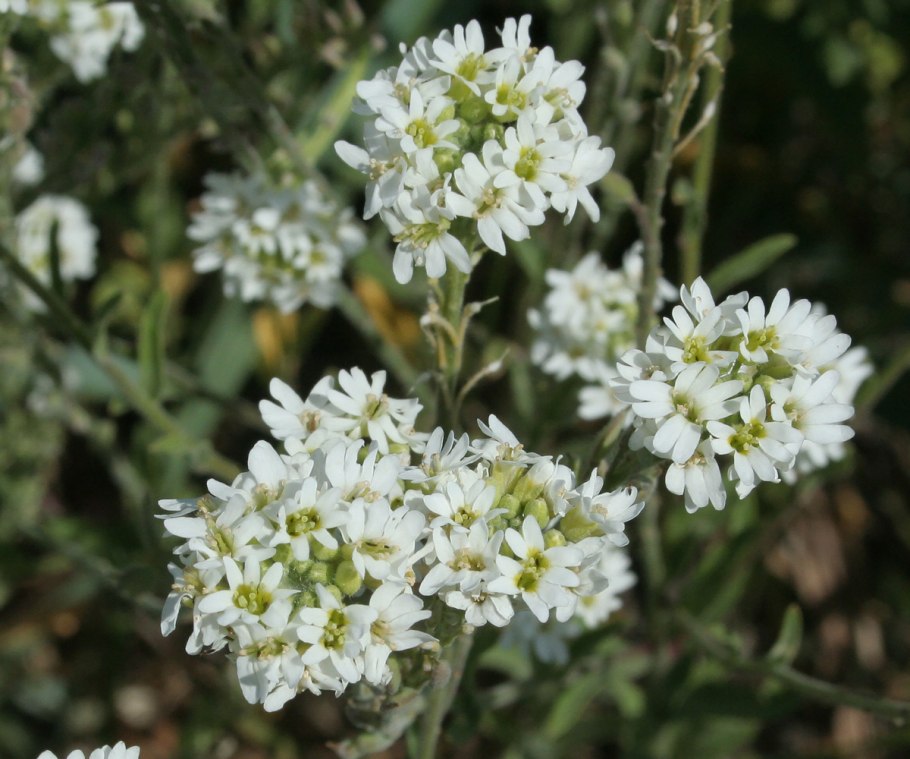 Berteroa incana (z.) DC - Икотник серо-зеленый