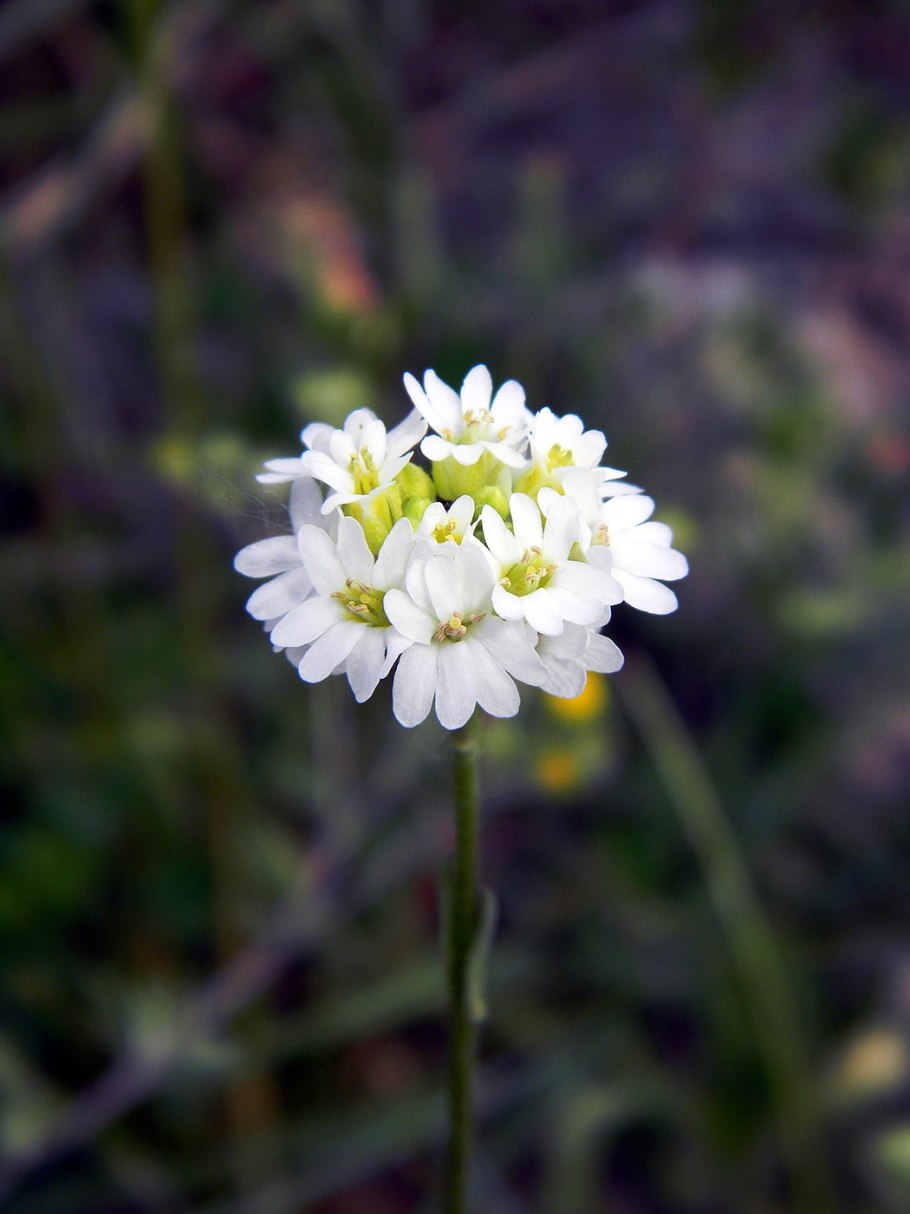 Икотник серый корень