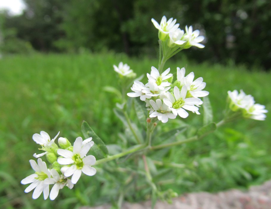 Цветок Икотник