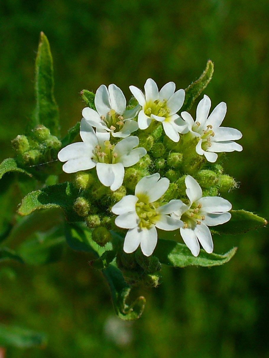 Икотник серый (Berteroa incana)