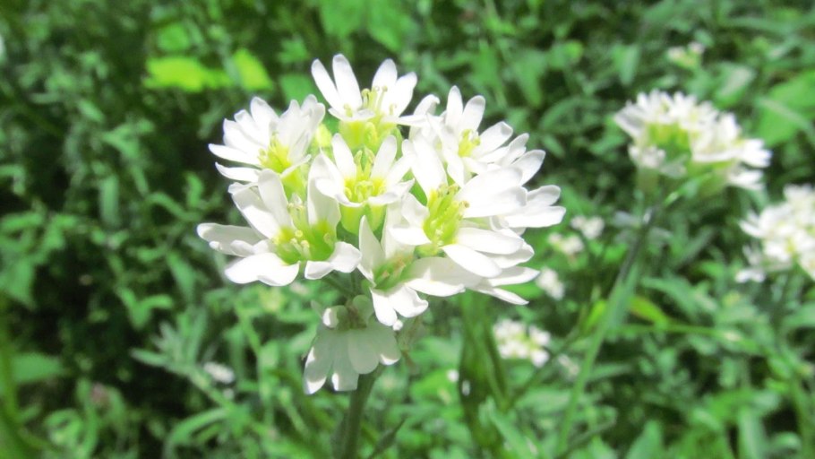 Икотник растение