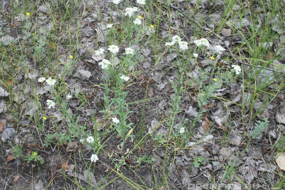 Икотник скальный