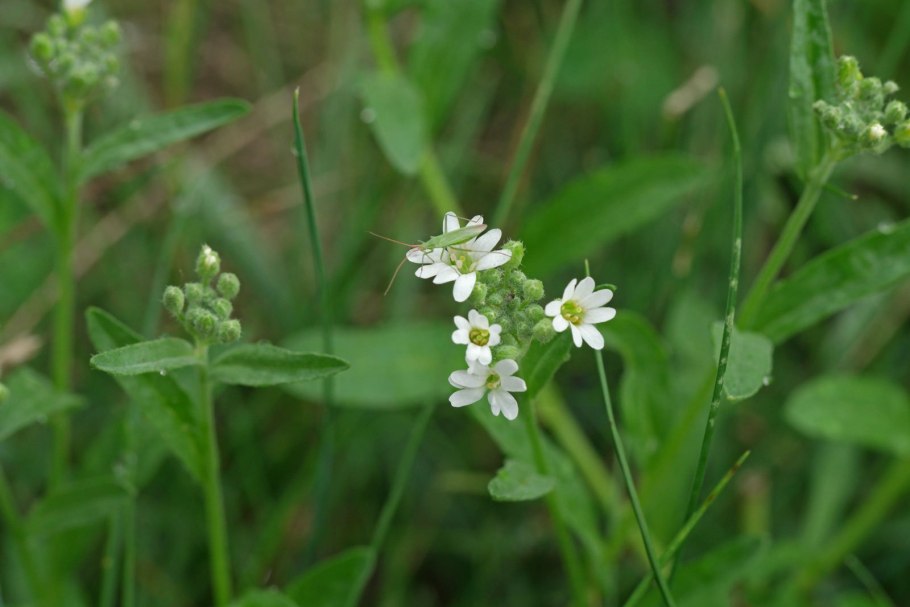 Икотник белый сухой