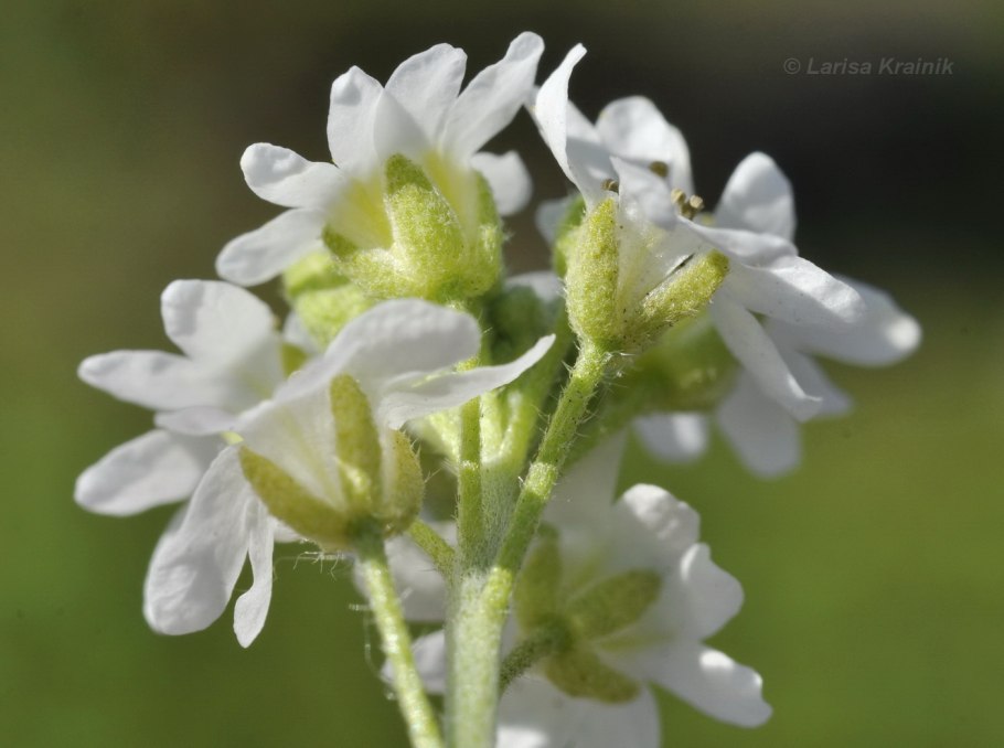 Икотник серый (berteroa incana)