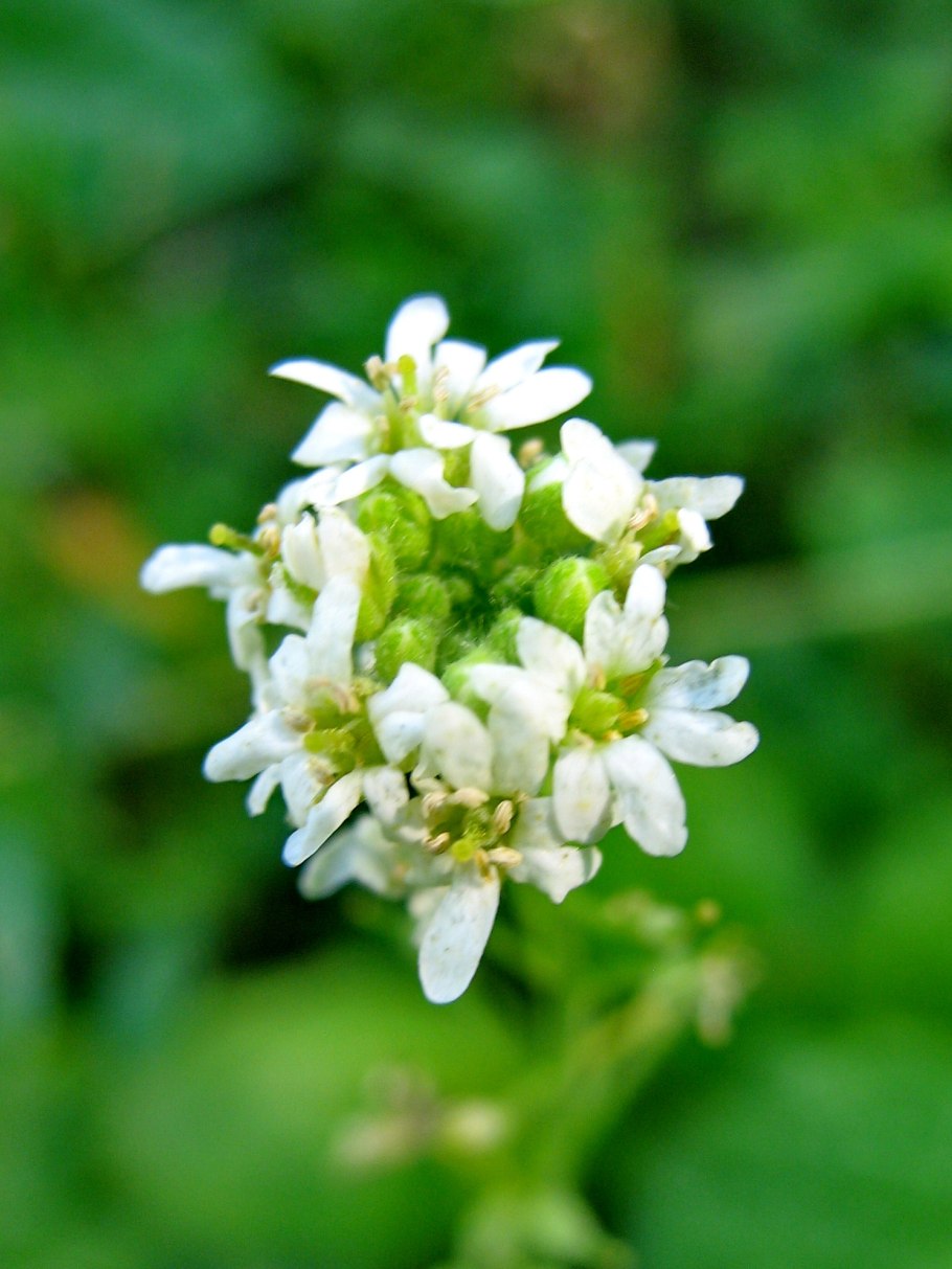 Икотник серый