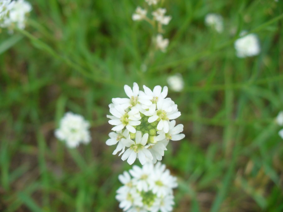 Икотник серый медонос