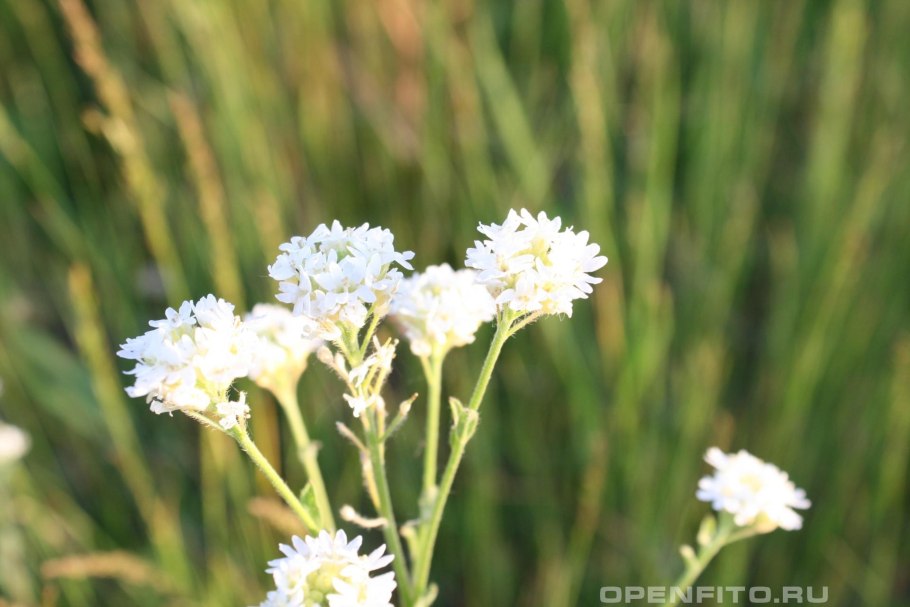 Икотник серо-зеленый гербарий