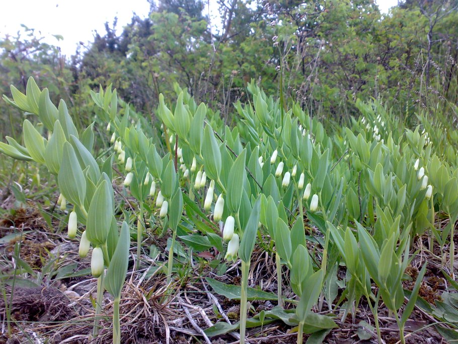 Polygonatum odoratum