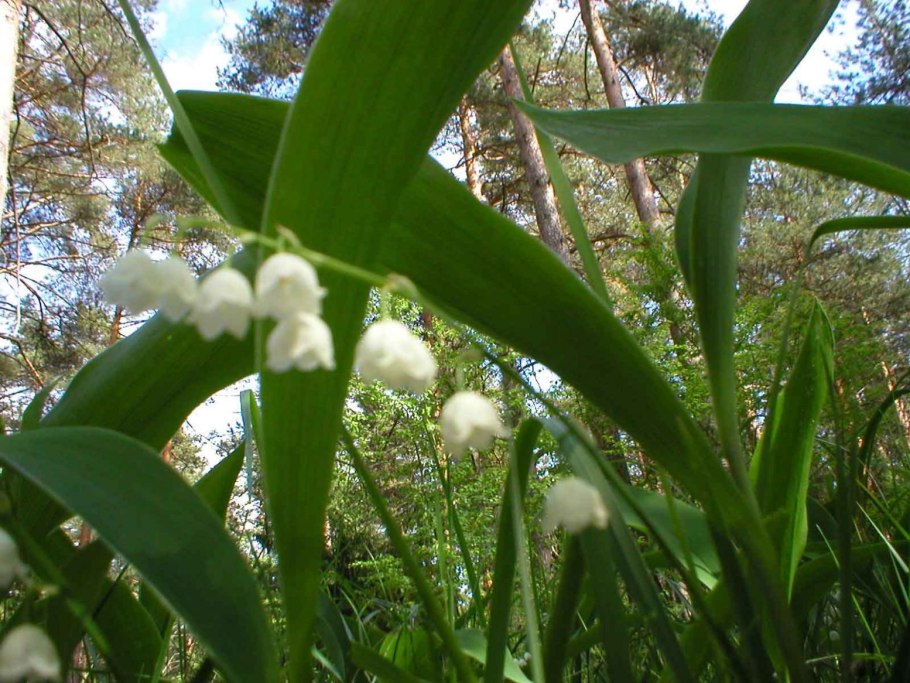 Купена Сибирская (Polygonatum sibiricum)
