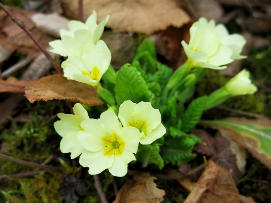 Примула первоцвет
