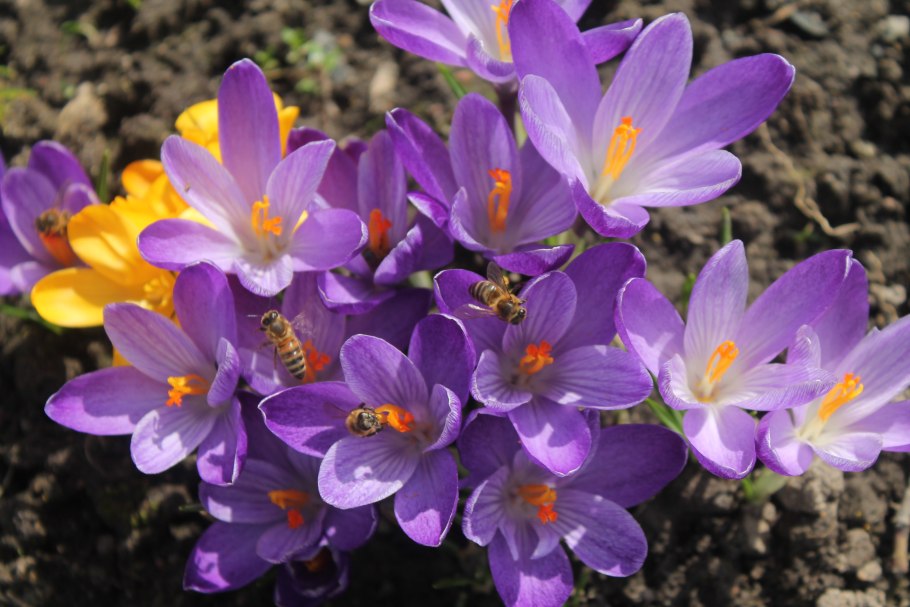 Первоцвет весенний Primula veris