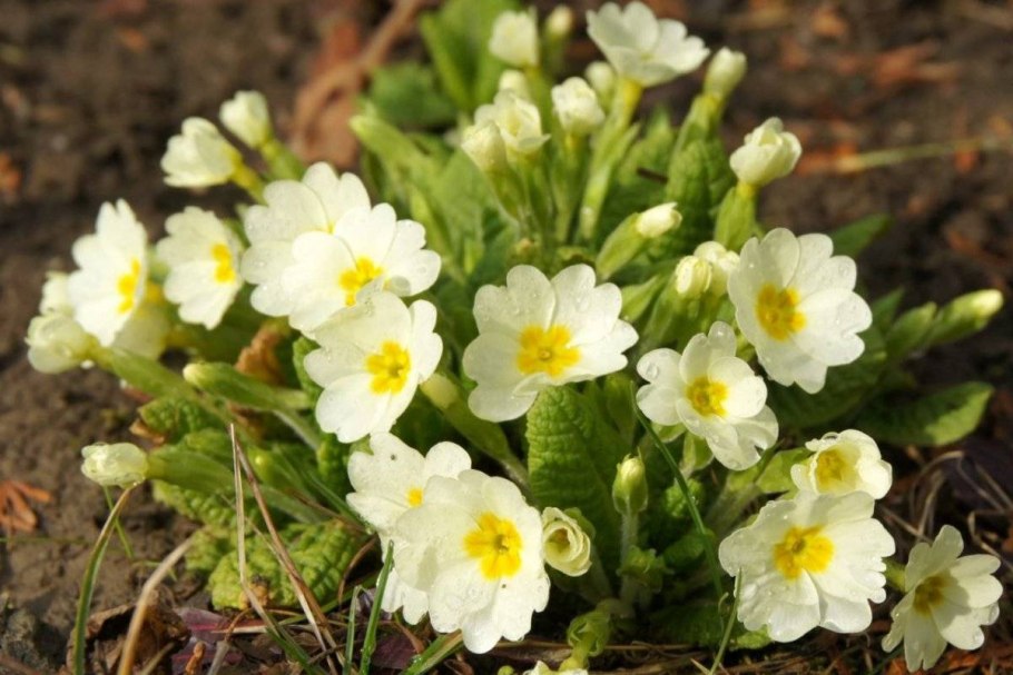 Примула первоцвет