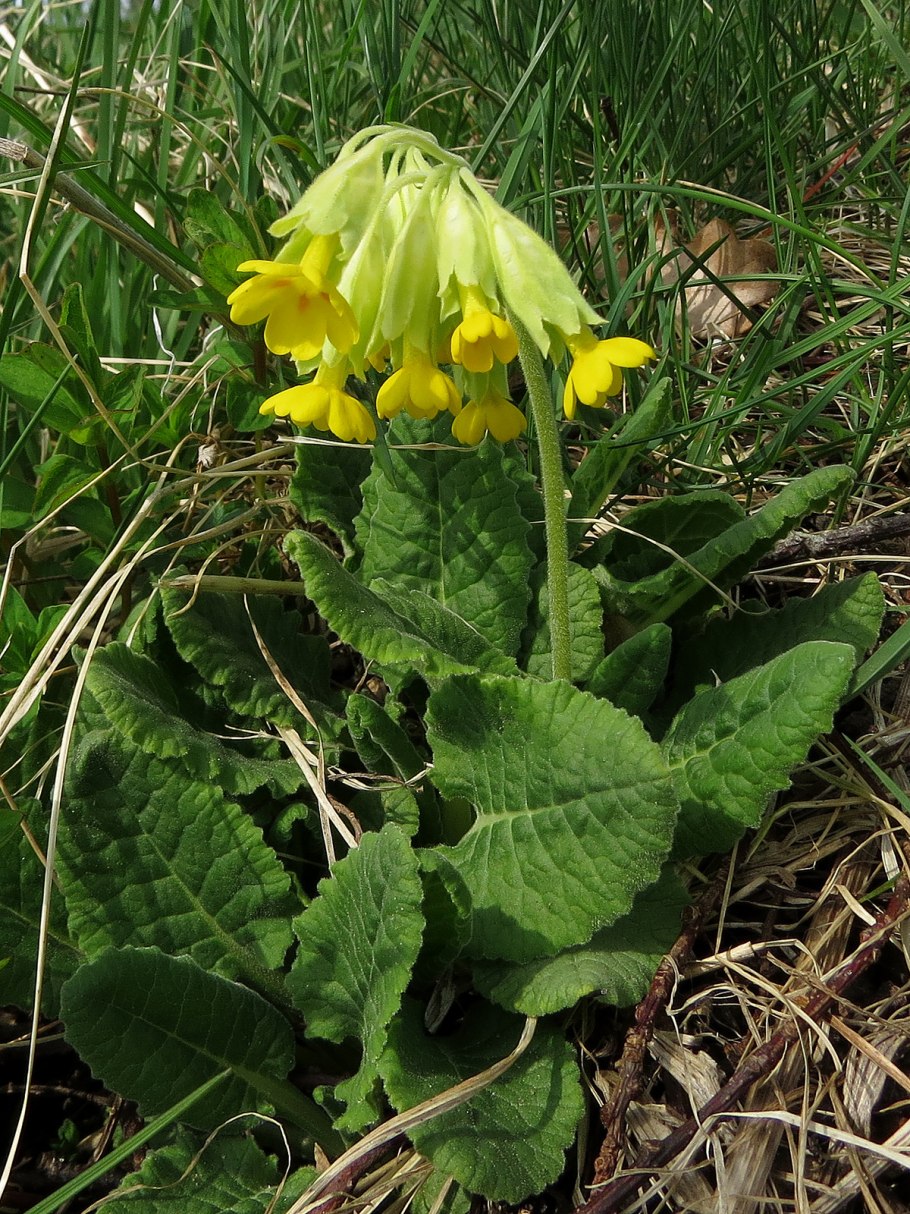 Первоцвет баранчики