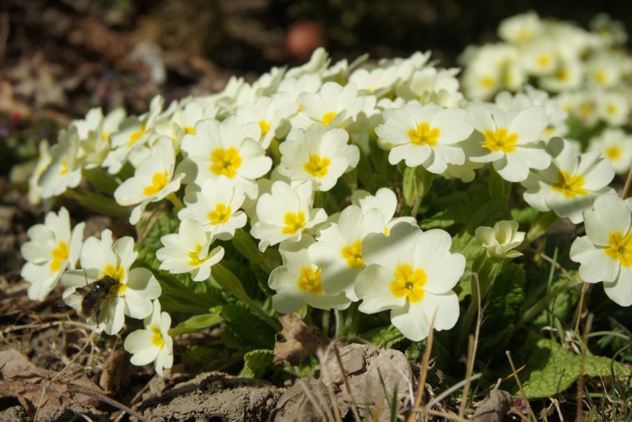Примула первоцвет весенний