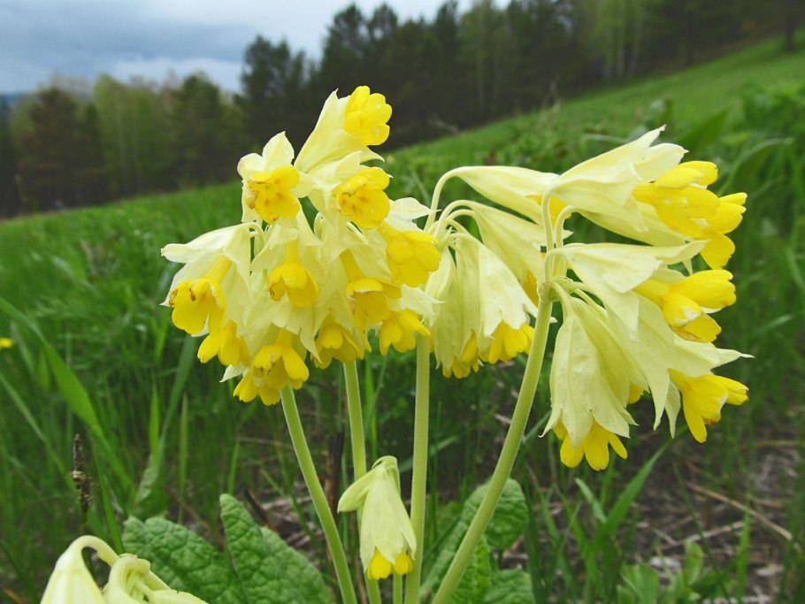 Примула первоцвет