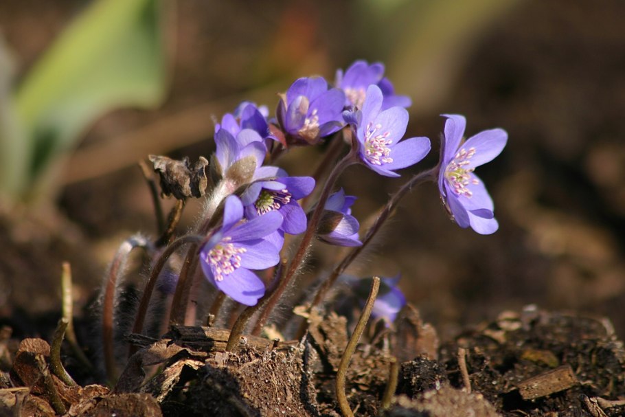 Примула остролистная