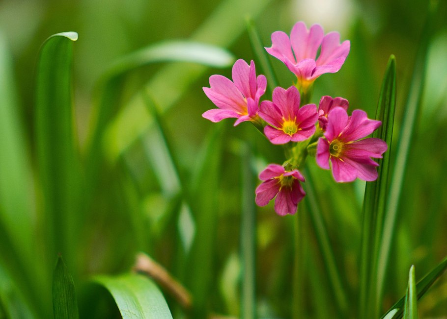 Примула первоцвет