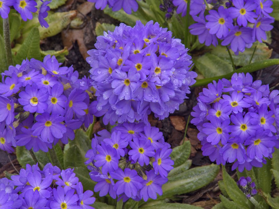 Примула первоцвет