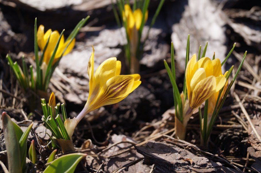 Первоцветы примула Верис