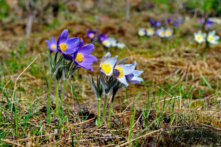 Первоцвет весенний