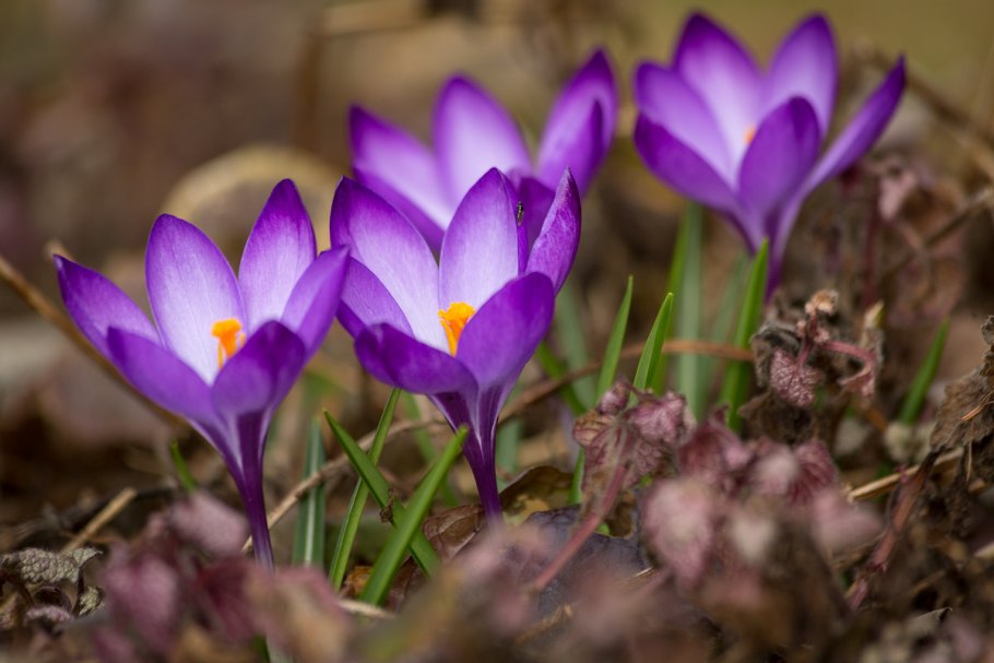 Примула дентикулята сиреневый