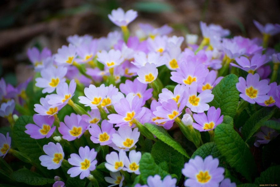 Примула Лесная первоцвет