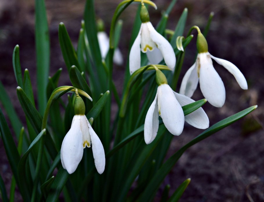 Желто фиолетовые первоцветы