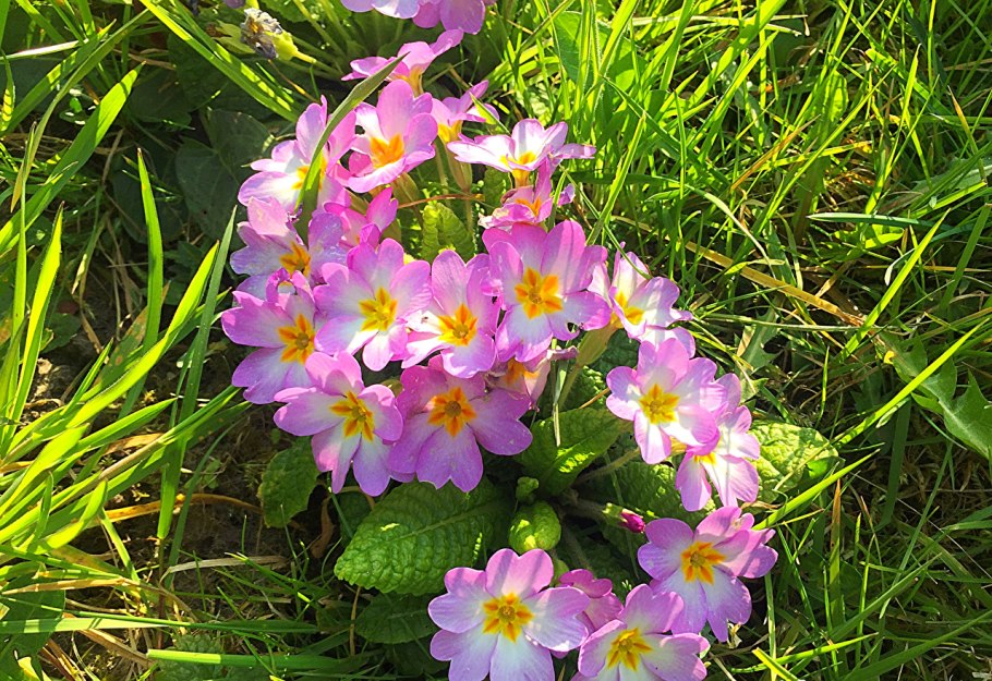 Первоцветы крокусы