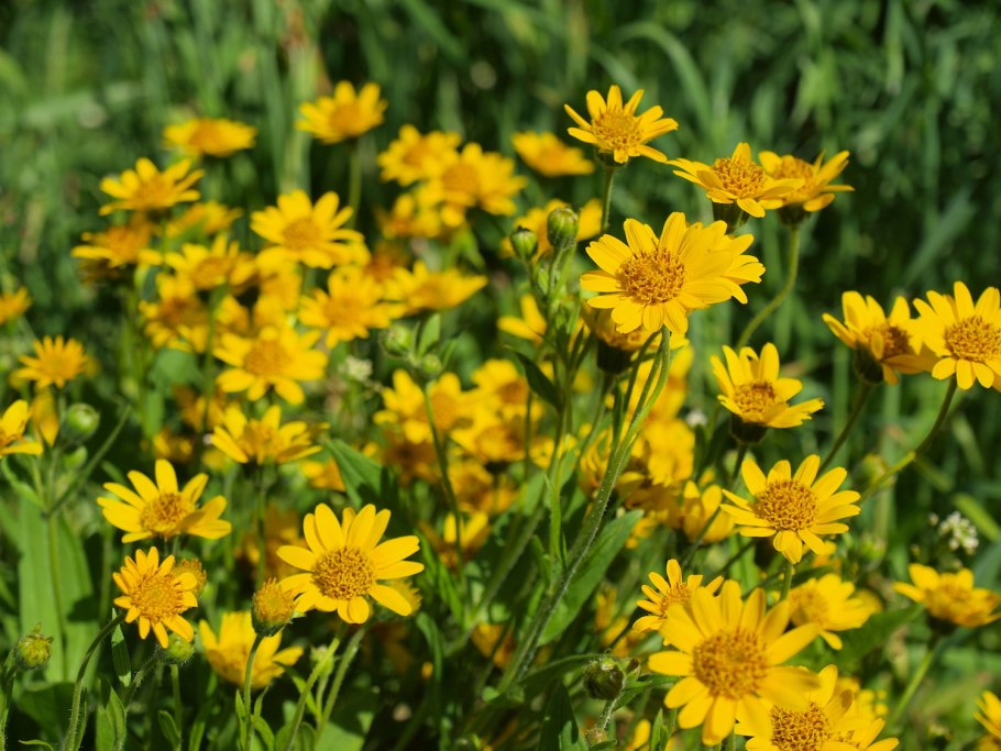 Арника Сахалинская - Arnica sachalinensis.