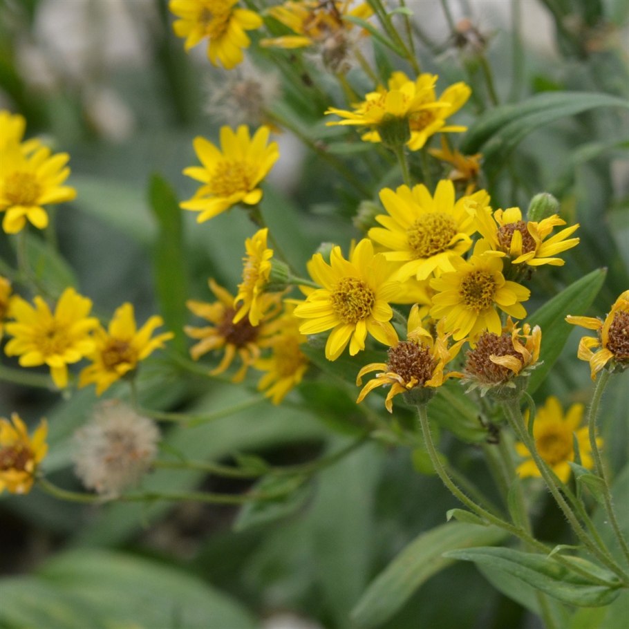 Арника горная