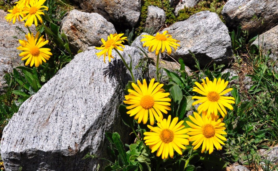 Арника цветок