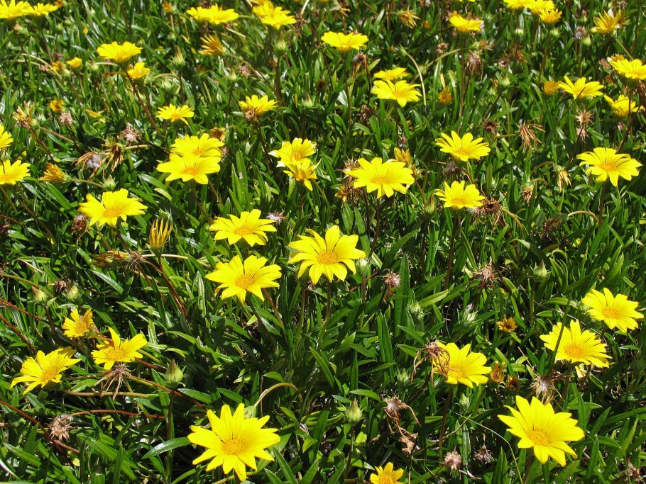 Арника Альпийская