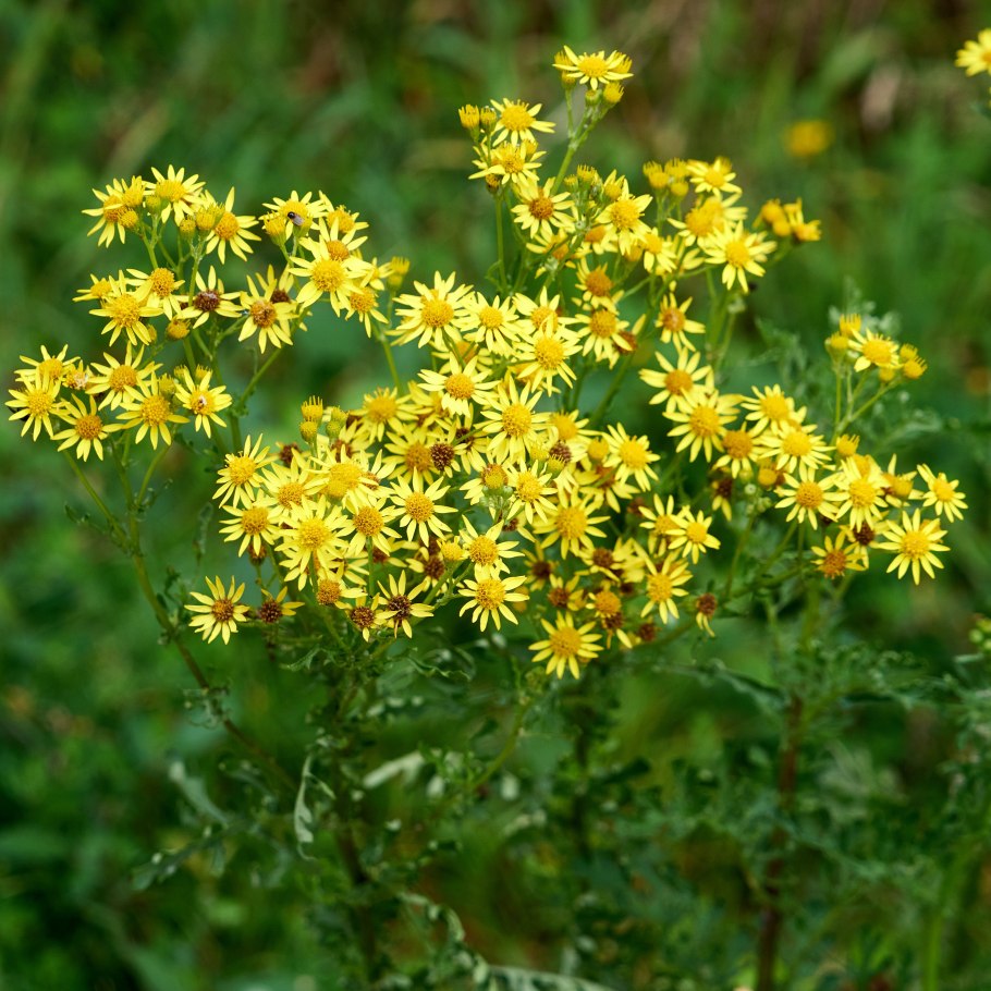 Арника Альпийская
