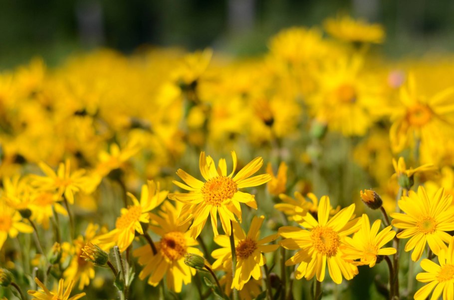 Арника Монтана (Arnica Montana)