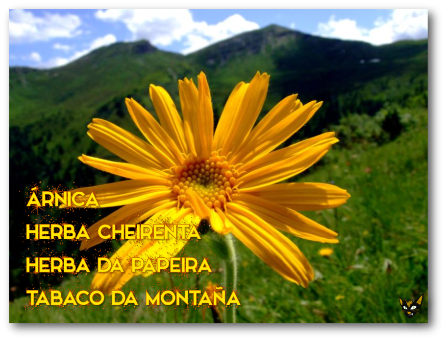 Арника Альпийская