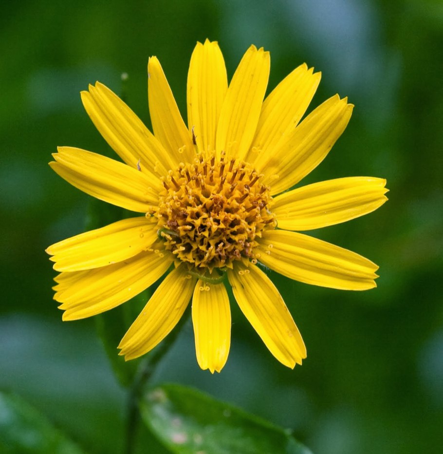 Арника Альпийская