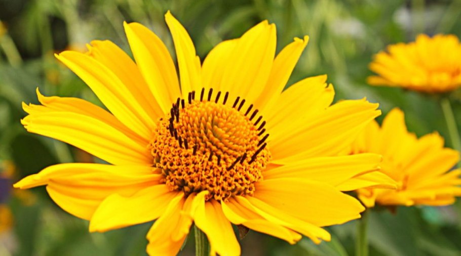 Гелиопсис подсолнечниковидный