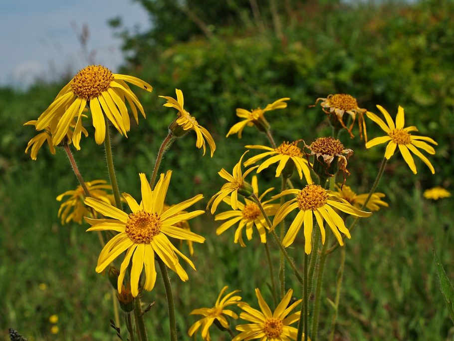 Арника Горная (Arnica Montana l.)