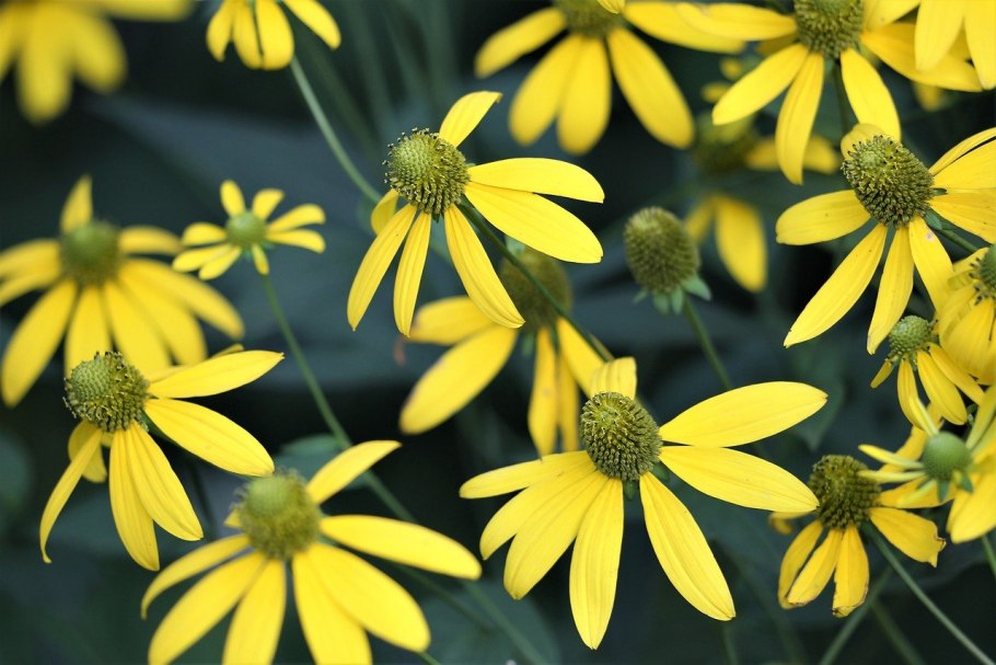 Арника альпийская