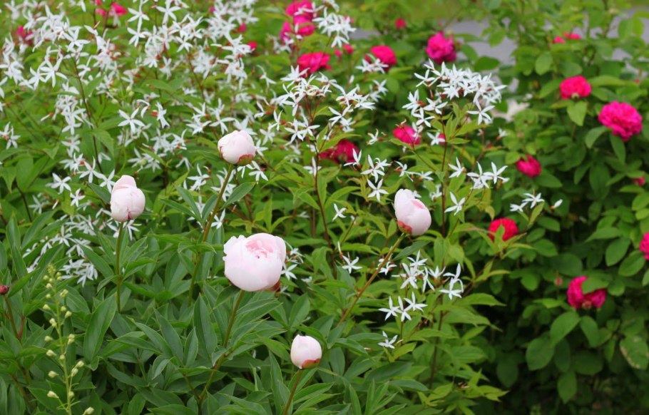 Гилления трехлистная