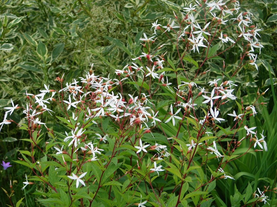 Гилления тройчатая