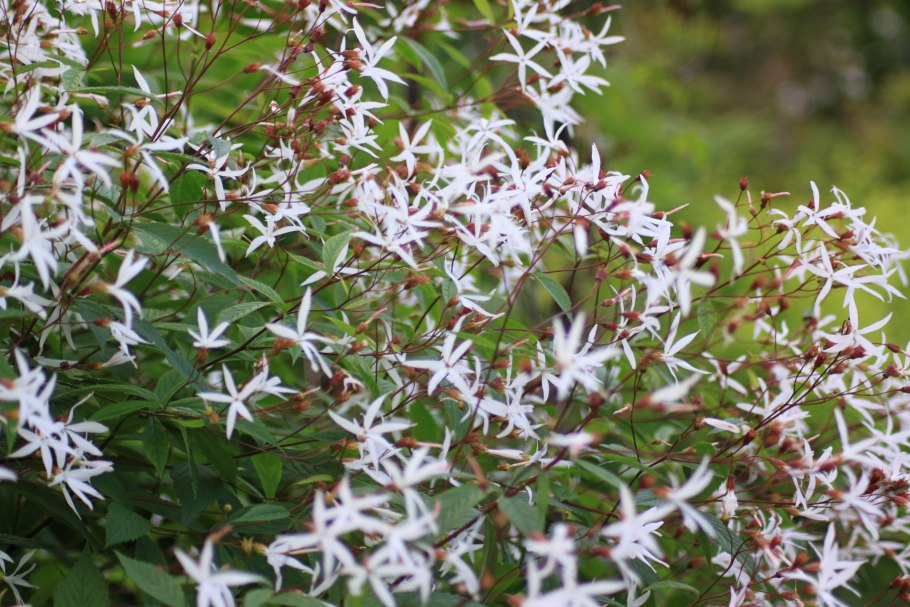 Гилления трехлистная