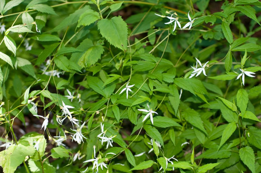 Трехлистная ваниль