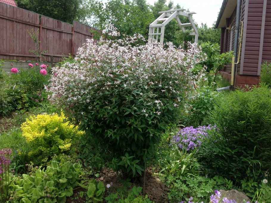 Гилления тройчатая