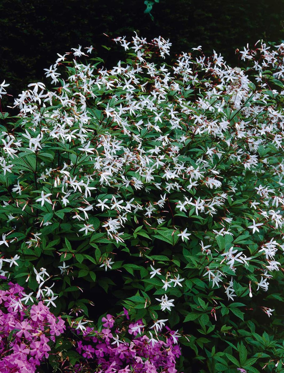 Гилления трехлистная