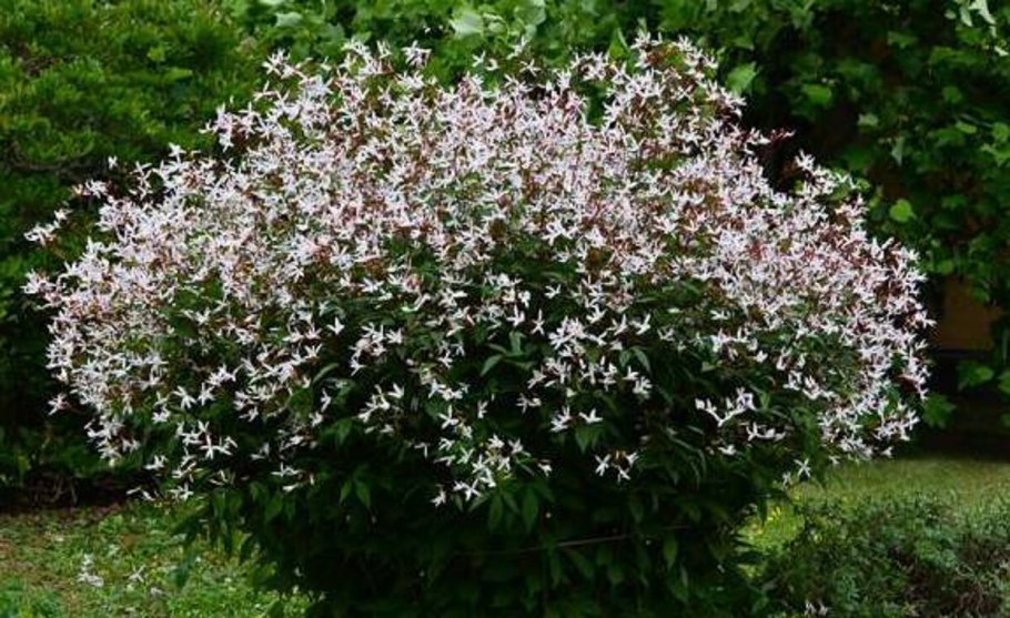 Гилления трифолиата